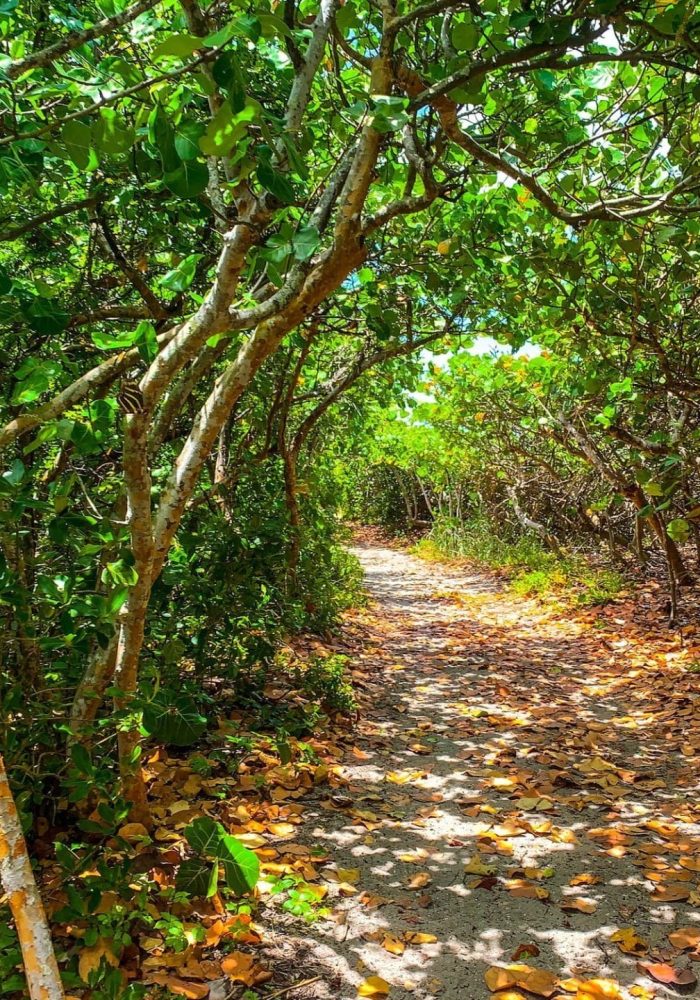 Path under a tunnel of sea grapes in Blowing Rocks Preserve in Jupiter, Florida